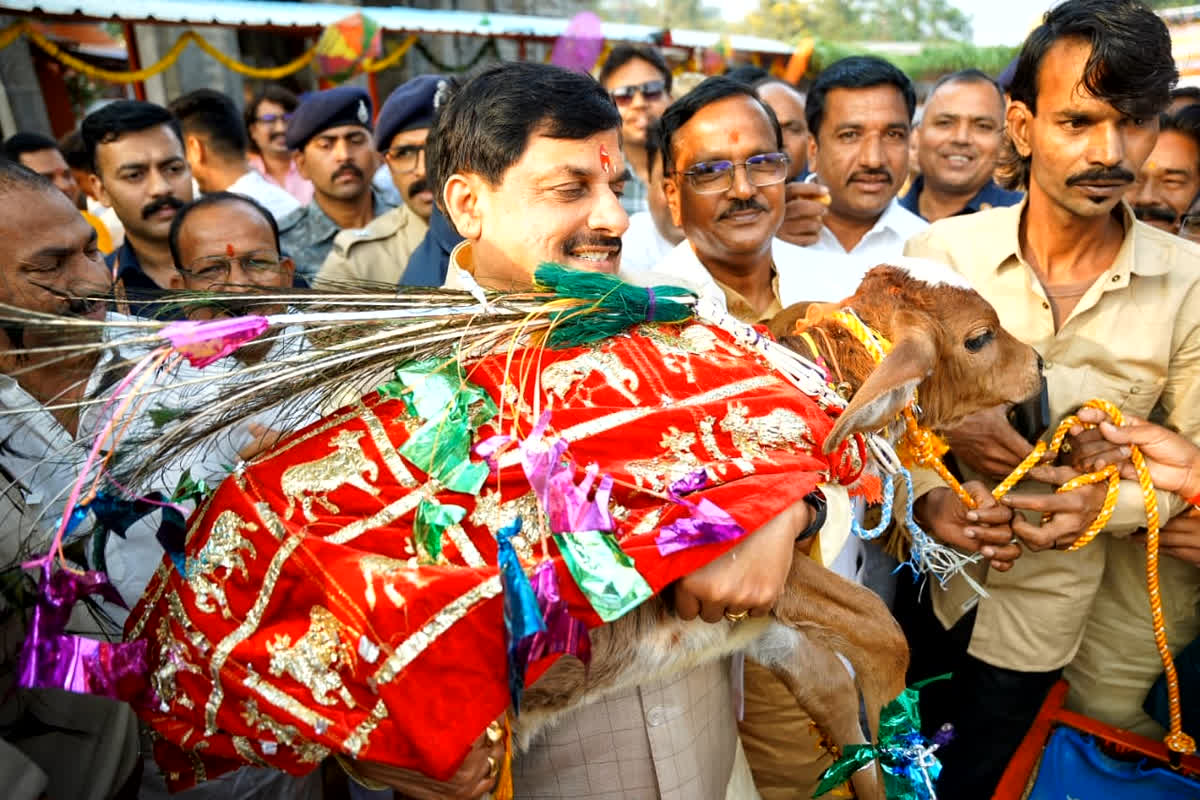 MP News: उज्जैन के तिलकेश्वर महादेव मंदिर पहुंचे सीएम मोहन यादव, गौशाला में की गोवर्धन पूजा, बछड़े को खुद उठाया गोद में, देखें तस्वीरें

