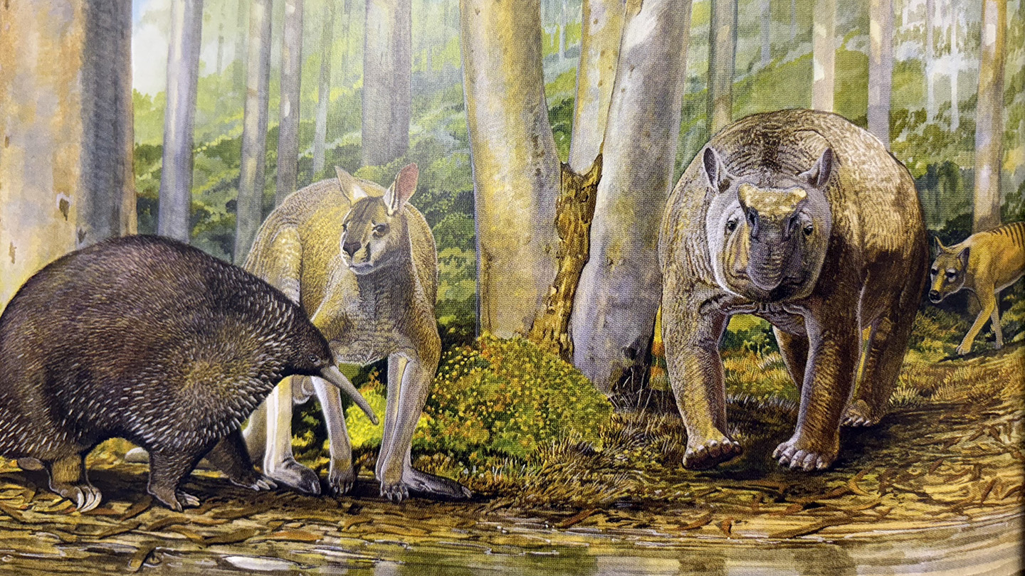 This illustration shows ancient megafauna that once lived in Australia, including a giant echidna, a giant kangaroo, a tapir-looking animal and a thylacine. They are pictured in amongst tree trunks in a forest.