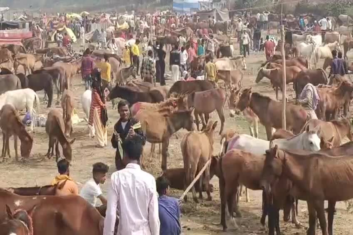चित्रकूट गधा मेला: 'लॉरेंस विश्नोई' पर लगी सबसे महंगी बोली, 90 हजार रुपये में बिके 'सलमान खान', ऐतिहासिक गधा मेले में मशहूर हैं फिल्मी नाम

