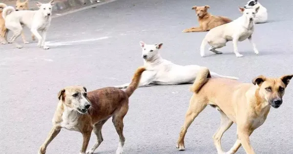 बरेली: दिवाली पर हिंसक हुए कुत्ते, तीन दिन में ली 500 की जान

