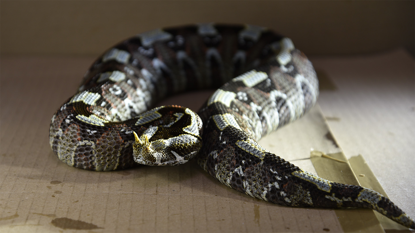 A brown and gray rhino viper sitting on cardboard in a curled position.