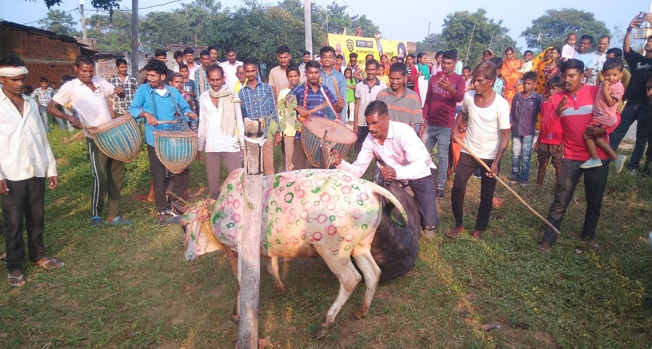 Bokaro News: बगदा में गूंजे सोहराय गीत, बरड़ खूंटा में ढोल-मांदर की थाप पर थिरके लोग.

