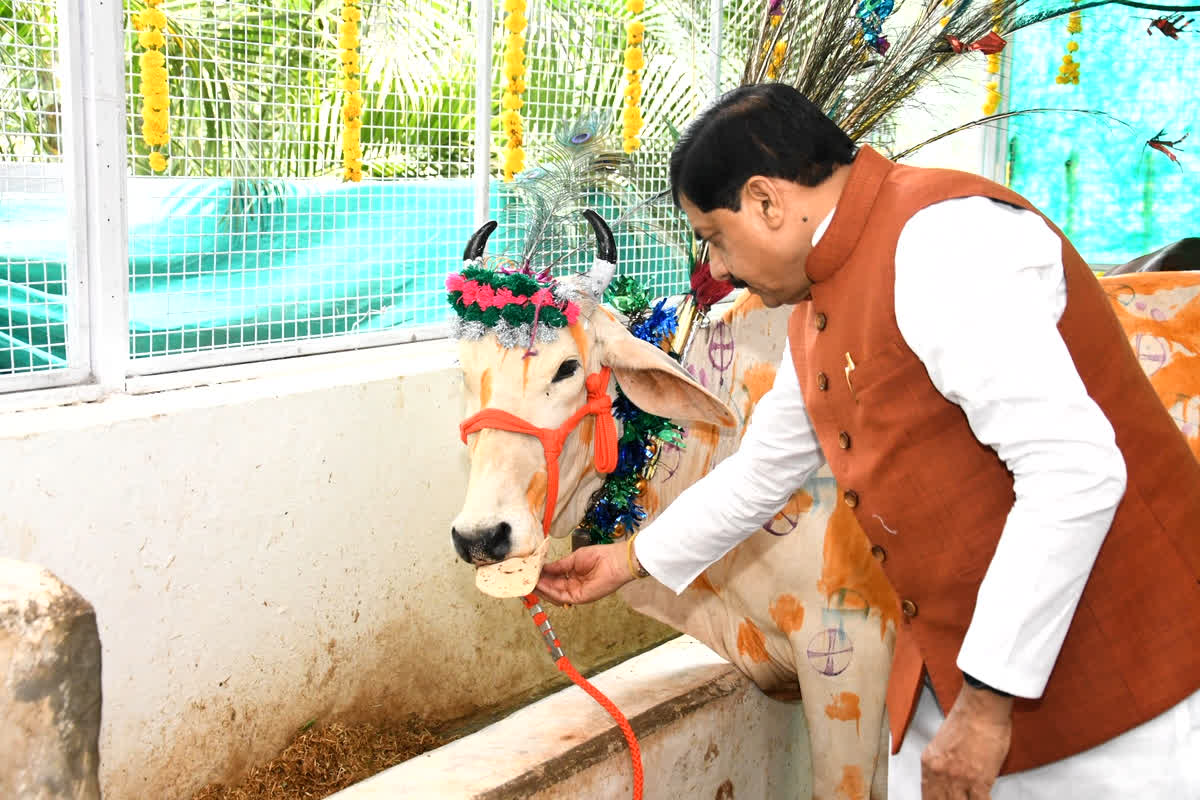 MP News: सीएम मोहन यादव ने मुख्यमंत्री निवास पर की गोवर्धन पूजा, प्रदेशवासियों के सुख, समृद्धि और खुशहाल जीवन की कामना की.

