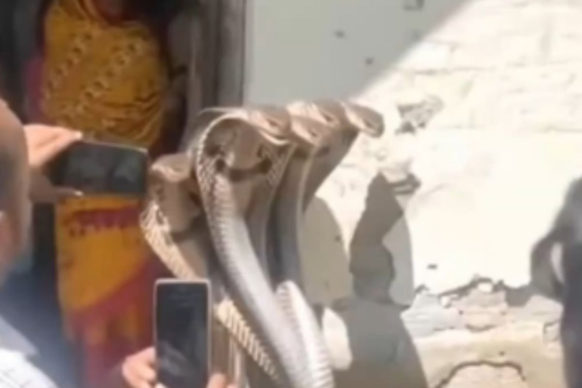 Viral Video: 5 सिर वाले शेषनाग को देखकर लोग हुए हैरान!

