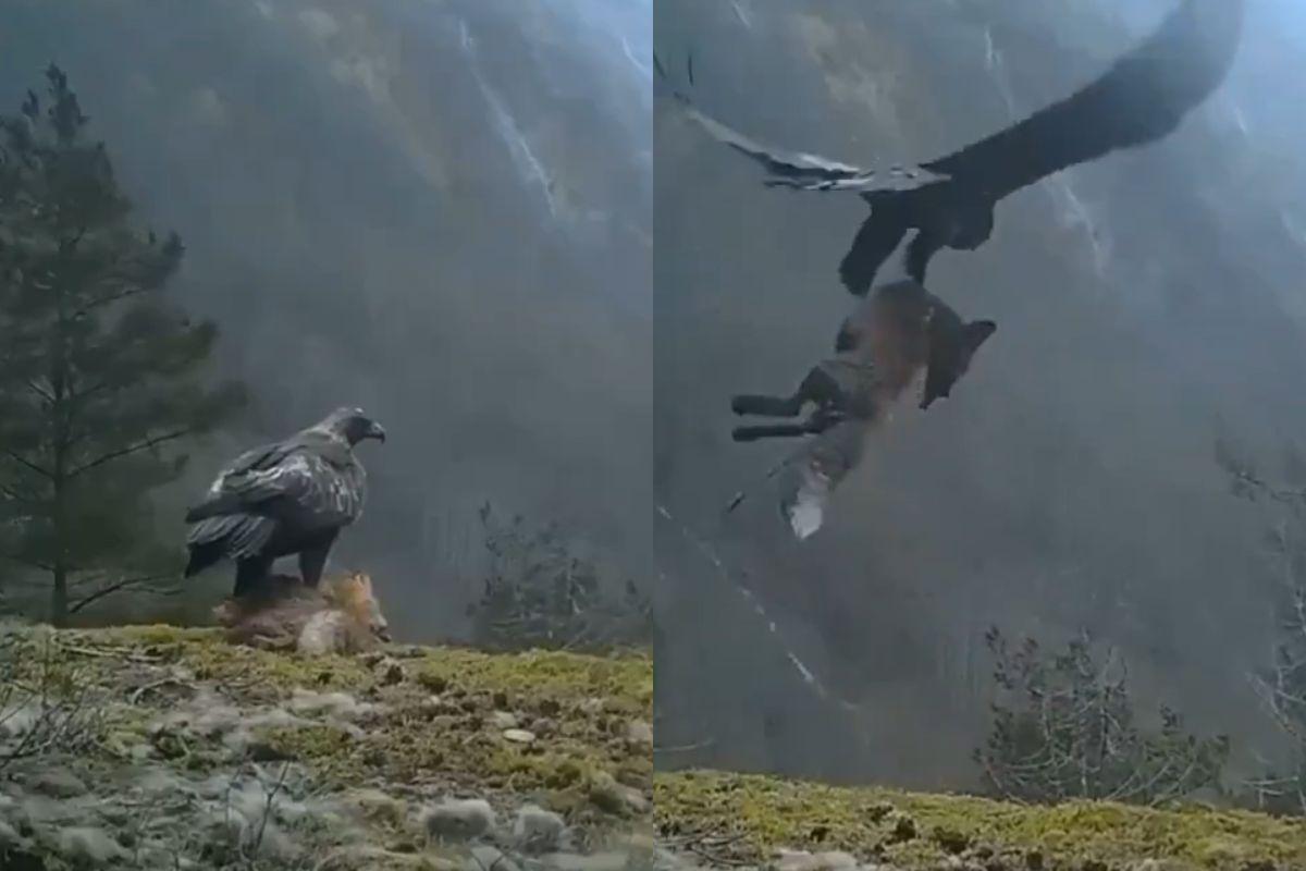 Viral Video: आपके दिल की धड़कन बढ़ा देगा ये वीडियो! तूफानी हवा में लोमड़ी को उठा ले गया चील, वायरल हो रहा वीडियो

