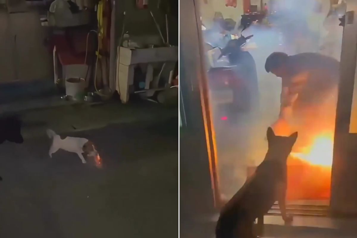 Viral Video: कुत्ते ने मुंह में अनार बम दबाकर घर में मचाया उत्पात, परिजनों की हालत देख हंस-हंसकर लोटपोट हो जाएंगे आप

