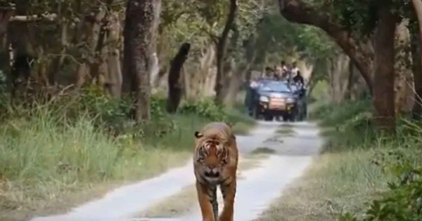 Viral Video: जंगल सफारी में शाही पोशाक में घूमते नजर आए टाइगर

