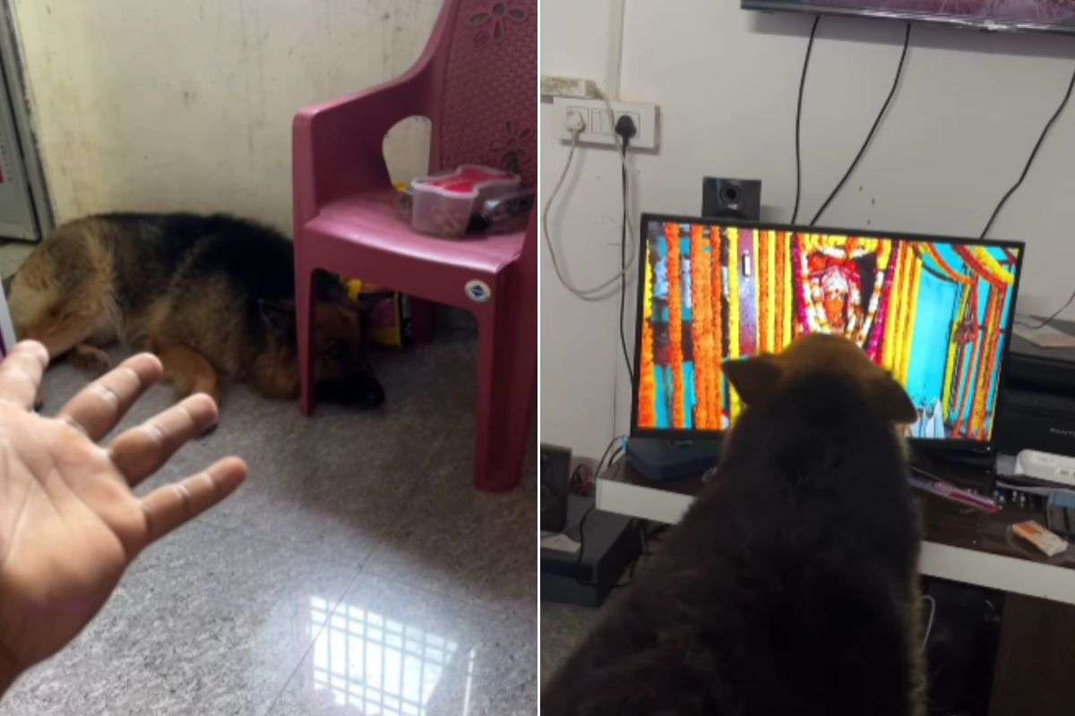 Viral Video: टीवी पर चल रहे अंग्रेजी गाने को इग्नोर कर रहा था कुत्ता, लेकिन हनुमान चालीसा सुनकर बदल गया उसका मूड

