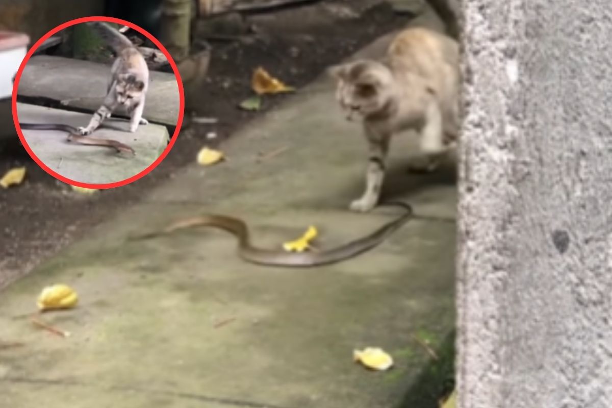 Viral Video: बिल्ली ने मारा थप्पड़, भागने लगा सांप!

