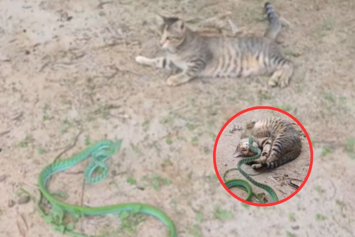 Viral Video: हरे सांप ने बिल्ली को किया परेशान, देखें मजेदार वीडियो


