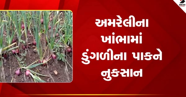 अमरेली के खंभों में प्याज की फसल को नुकसान, देखें अमरेली के खंभों में प्याज की फसल को नुकसान, देखें वीडियो