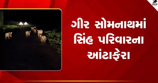 गिर सोमनाथ में सड़क पर सिंह परिवार के बीच मुठभेड़, देखें वीडियो

