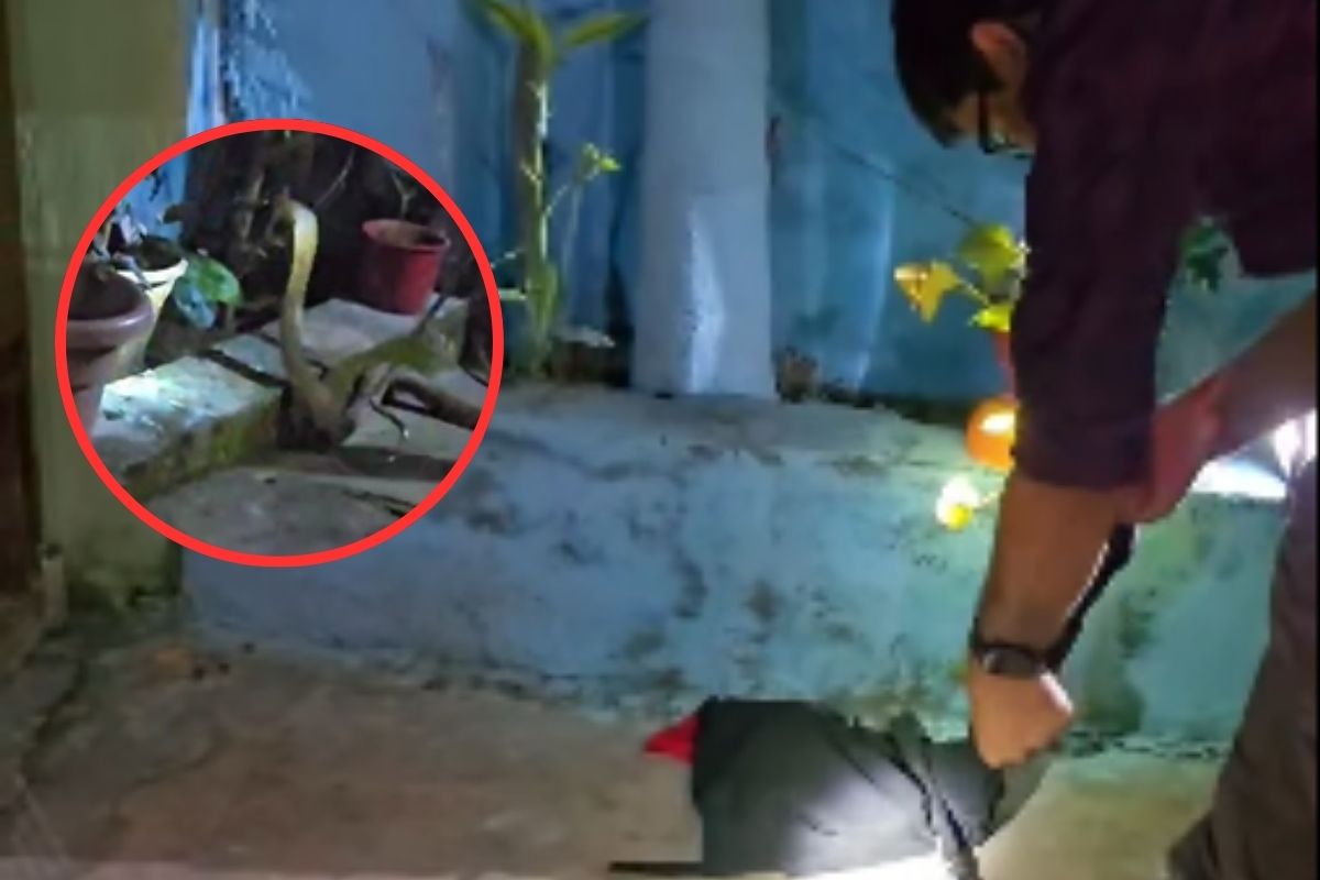 देखें वीडियो: दिवाली की रात रांची में निकला बड़ा सांप, डर के मारे लोग घरों में घुसे

