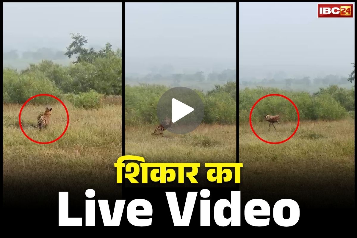 पन्ना टाइगर हंटिंग वीडियो: क्या आपने हिरण शिकार का लाइव वीडियो देखा?.. बाघ ने छलांग लगाकर बाघ को पकड़ लिया, फिर एक झटके में खेल खत्म, देखें..

