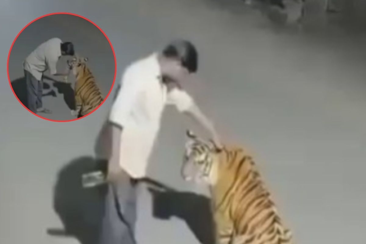 वायरल वीडियो: नशे में धुत युवक ने बाघ को पिलाई शराब? यहां जानें वायरल वीडियो का सच

