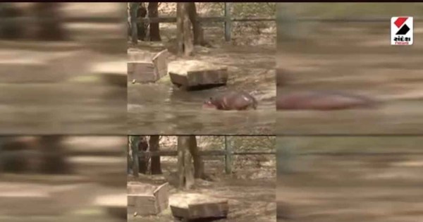 वायरल वीडियो: बेबी हिप्पो ने लिया धूप सेंकने का मजा

