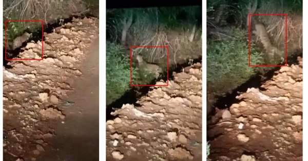 वायरल वीडियो: भरूचाना के डुंगरी गांव में दीपड़ा का अंतोफेरा.

