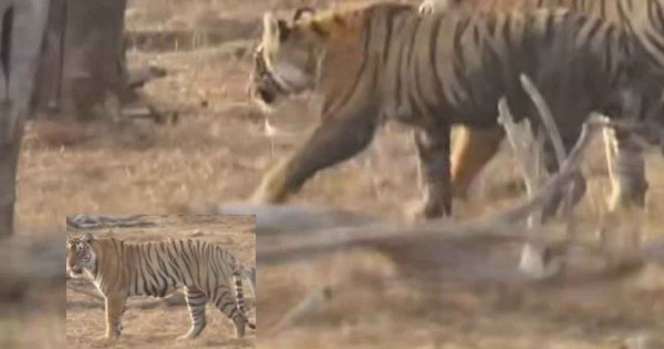 वायरल वीडियो: वाघन रिद्धि अपने बच्चे के साथ रणथंभौर में डांस कर रही हैं

